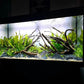 Amazon Sword Echinodorus Bleheri Live Plant for Freshwater Aquariums, Natural Fish Tank Decorations, and Aquatic Decor (5 Pots (10-15 Plants))