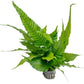 Live Plants - El Niño Fern (Bolbitis heteroclita) - Midground to Background Epiphytic Rhizome for Low to Medium Light Aquascapes - Dark Green, Slow-Growing Accent - Pot