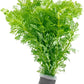 Live Aquarium Stem Plants - Freshwater Aquatic Plant for Fish Tanks, Aquascaping - (Limnophila Heterophylla, 4 Bunches)