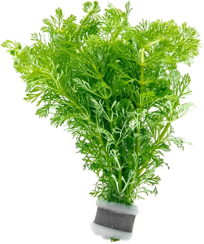 Live Aquarium Stem Plants - Freshwater Aquatic Plant for Fish Tanks, Aquascaping - (Limnophila Heterophylla, 1 Bunch)