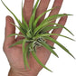 Air Plants - Tillandsia Brachycaulos Abdita, Large 4-6" - 5 ct - Live Arrival Guaranteed - House Plants for Home Decor & Gift