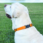 Dogline Biothane Waterproof Dog Collar with Herm Sprenger Stainless Steel Quick Release Buckle – Heavy Duty Tactical Durable Collar for Dogs – Comfortable and Safe Pet Collar W 3/4" L 12-19" Tangerine