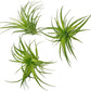 Live Air Plants - Tillandsia Geminiflora 1-3" - 3ct – ragnaroc Live Indoor Plant - Live Arrival Guaranteed - House Plants for Home Decor & Gift