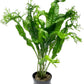 Java Fern Live Aquarium Plants - Potted Freshwater Plant for Fish Tanks - Beginner Friendly, Low Light (Windelov, 5 Pots)
