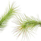 Air Plants - Tillandsia Funckiana, Large 5" - 2ct - Live Arrival Guaranteed - House Plants for Home Decor & Gift