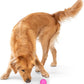WEST PAW Boundr Ball Dog Fetch Toy – Bouncing Toys for Dogs, Fetch, Catch, Chewing, Play – Floatable, Recyclable Balls – Small Dandelion Yellow/Hot Pink 2-Pack