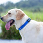 Hyhug Medium Dog Collar, Blue:Heavy-Duty Quick-Release Nylon Buckle, Adjustable & Durable, Cute Dog Collar (Medium, Bright Blue)