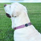 Dogline Biothane Waterproof Dog Collar with Herm Sprenger Black Stainless Steel Quick Release Buckle – Heavy Duty Tactical Durable Collar for Dogs – Comfortable, Safe Pet Collar W 1" L 15-25" Amethyst