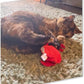 ZOOMIE Crab - Refillable Catnip Toy + Catnip | High Potency Hand Harvested Fresh | Soft Plush for Engaging Play