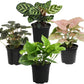 Essential Houseplant Collection (4PK) Live Plants Indoor Plants Live Houseplants in Plant Pots, Easy House Plants Indoors Live, Snake Plant, Pothos in Potting Soil, Clean Air Plants by Plants for Pets