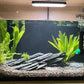 Natural Slate Stone Rocks 2 to 6 inch Aquariums Stone for Aquascaping,Terrariums,Reptile Enclosures,Paludariums, and Gardens-10lb