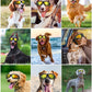 Dog Goggles Large Breed, UV Protection Dog Sunglasses with Sponge Pad and Adjustable Strap, Windproof Dustproof Anti-Fog Eye Protection Glasses for Outdoor Driving Riding, Black