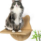 Wall-Mounted Cat Furniture for Climbing - Indoor Wooden Floating Shelves, Perches, Hammock, Bed, Bridges, Walkways - Different Models