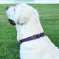 Dogline Biothane Waterproof Dog Collar with Herm Sprenger Black Stainless Steel Quick Release Buckle – Heavy Duty Tactical Durable Collar for Dogs – Comfortable and Safe Pet Collar, W 3/4" L 12-19"