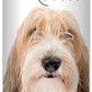 The Blissful Dog Petit Basset Griffon Unscented Nose Butter - Dog Nose Butter, 0.50 Ounce