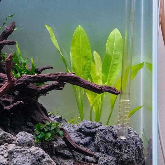 Amazon Sword Echinodorus Bleheri Live Plant for Freshwater Aquariums, Natural Fish Tank Decorations, and Aquatic Decor (5 Pots (10-15 Plants))