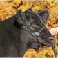 Weaver Livestock Leather Magic Show Cattle Halter, Adjustable, Modern Style Cow Calf Halter, Livestock Handling Equipment for Showing, Black