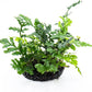 Java Fern Live Aquarium Plants – Windelov, Narrow Leaf & More– Easy Aquascaping Plants for Freshwater Tanks, Low Light, No CO₂ (Bolbitis Difformis 'Mini' on Nutripad)
