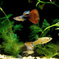 Aquatic Foods Inc. Premium Community Tropical Fish Flakes. All-Around Flakes for Tetras, Livebearers, Anglefish, Cichlids, Goldfish, Guppies 2-Type Pellet Mix & 4-Type Wafers Included...1/2-lb Bag
