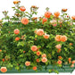 4x4x1ft Metal Raised Garden Bed Kit，Galvanized Garden Bed Box for Vegetables, Flowers, Herbs, and Succulents,120 Gallon Capacity - Green