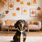PET SHOW 10 Pack Fall Dog Ties Neckties for Large Medium Dogs Pumpkin Maple Leaf Adjustable Neck Ties Girl Boy Pets Autumn Costumes Dog Holiday Grooming Accessories Wedding Party Gift Favor