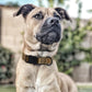 Dogline Biothane Waterproof Dog Collar with Quick Release Buckle Strong Coated Nylon Webbing with Odor- Proof for Easy Care Easy to Clean Fits Small Medium Large Dogs, Coyote Brown 1" W 15-25" L