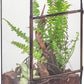 NCYP Glass Terrarium with Door and Mesh for Small Insects - 5.1 x 3.9 x 9 Inches Rectangle Reptile Habitat, Black - Modern Home Tabletop Decor (Terrarium Only)