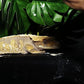 Reptile Plants for Terrarium, Amphibian Habitat Decor Artificial Hanging Plants with Suction Cup - Fake Monstera