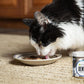 InClover Dog and Cat Dental Powder for Teeth Cleaning and Enamel and Gum Health, Natural Pet Supplement, Breath Freshener - Naturally Flush Away Tartar, No Brushing Necessary