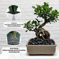 River Rocks 5 Lb, Pebbles for Indoor Plants 0.5"-1.4", Black Rocks for Outdoor Landscaping, Decorative Stones Vase Filler, Fish Tank, Fountain, Succulents, Flower Bed, Black