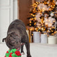 Puppy and Medium Breed Snuffle Interactive Foraging Dog Puzzle Ball Toy Christmas Green and Red Large