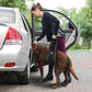 LOOBANI Portable Dog Sling for Back Legs, Hip Support Harness to Help Lift Dogs Rear for Canine Aid and Old K9 Cruciate Ligament Rehabilitation
