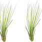 Air Plants - Tillandsia Juncea, Jumbo 8-12" - 2ct - Live Arrival Guaranteed - House Plants for Home Decor & Gift