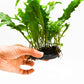 Java Fern Live Aquarium Plants – Windelov, Narrow Leaf & More– Easy Aquascaping Plants for Freshwater Tanks, Low Light, No CO₂ (Java Fern Lionfish on Nutripad)