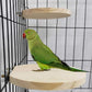 kathson 5PCS Wood Bird Perch Wooden Parrot Stand Toy Parakeet Standing Platform Chew Toys Natural Cuttlebone Paw Grinding Stick Cockatiels Cage Accessories Exercise Toy for Conures Budgies Lovebirds
