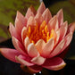 Live Hardy Water Lily Tubers Rhizomes Bulb Seed Nymphaea Aquatic Pond Plants Water Gardens Pre-Grown Flower in White Pink Red Yellow Orange Blue Purple (1, 3 Pk Hardy Lily Mix)