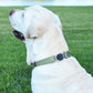 Dogline Biothane Waterproof Dog Collar with Herm Sprenger Black Stainless Steel Quick Release Buckle – Heavy Duty Tactical Durable Collar for Dogs – Comfortable, Safe Pet Collar W1 L15-25 Sage Green