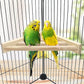 Litewoo Bird Perch Corner Platform Stand Shelf for Birds Budgie Parakeet Cockatiel Conure Cockatoo（Ladder）