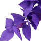 ALEGI Silk Aquarium Plants, 16 Inch Artificial Silk Plants Decorations for Fish Tank,Aquarium Décor Plastic Plants (Purple, 2 Pack)