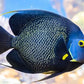 Aquatic Foods Inc. Brine Shrimp Flakes for Freshwater Cichlids, Angels, Tetras, Guppies, Marine Tangs, Butterflies, Angelfish, Anthias, Clown Fish. WL…1/4-lb Foil Pouch Bag