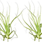 Air Plants - Tillandsia Straminea Jumbo 6-9" - 2ct - Live Arrival Guaranteed - House Plants for Home Decor & Gift