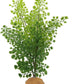 JIHAQUA Lifelike Reptile Tank Plant Decor - Realistic Artificial Plastic Plant for Terrariums and Pet Enclosures (Style A)
