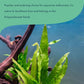 Java Fern Live Aquarium Plants - Freshwater Plant for Fish Tanks - Beginner Friendly, Low Light (Java Fern, Bare Root (1 Piece))