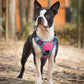 rabbitgoo Dog Harness Small Sized, No Pull Dog Vest with 3 Buckles, Adjustable Soft Padded Pet Harness with Easy Control Handle and Reflective Strips, Rose Pink & Blue, S