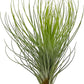 Air Plants - Tillandsia Andreana, Large 4-6" - 1ct - Live Arrival Gauranteed - House Plants for Home Decor & Gift