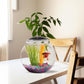 Koller Products 1-Gallon Globe Fish Bowl, Impact- Resistant Plastic Aquarium Starter Kit with LED Lighting, Built-in Timer, Crystal-Clear Clarity, Desktop Fish Tank for Home Décor