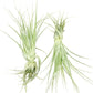 Live Air Plant - Tillandsia Gardneri 5-7” - 5ct - ragnaroc Rare Collectors Indoor Tropical Plant - Live Arrival Guaranteed - House Plants for Home Decor & Gift