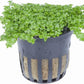 Foreground Potted Live Aquarium Plants | Freshwater Aquatic Plants for Aquariums (Potted Dwarf Baby Tears)