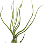 Live Air Plants - Tillandsia Butzii, Jumbo 7-9" - 1ct - Live Arrival Guaranteed - House Plants for Home Decor & Gift