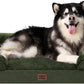 EHEYCIGA Orthopedic XL Dog Beds, Waterproof Memory Foam Dog Bed for Extra Large Dogs, Non-Slip Bottom and Egg-Crate Foam Big Pet Couch Bed with Washable Removable Cover, Dark Green